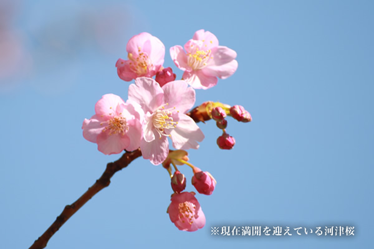 Cherry Blossom Events to Savor Spring