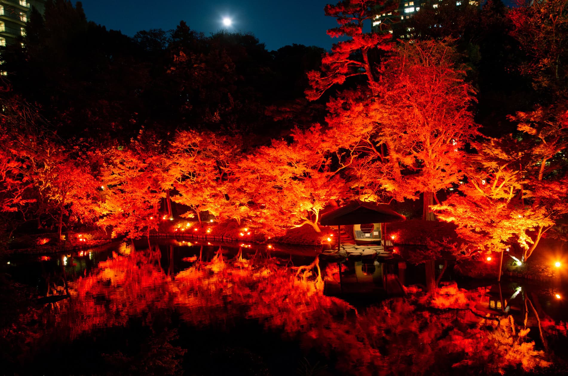 東京 紅葉 2024