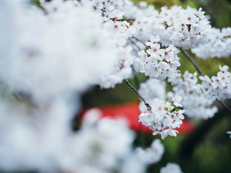 満開の桜の花が庭園の美しい景色を彩る、結婚式にふさわしい日本の伝統的な庭園風景.