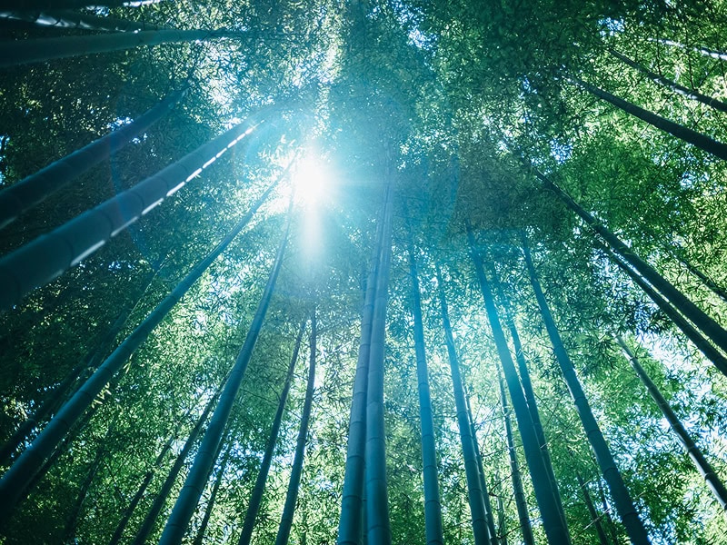 緑豊かな竹林と太陽の光が差し込む美しい庭園風景、結婚式や和装の写真に最適な自然の癒しを表現.