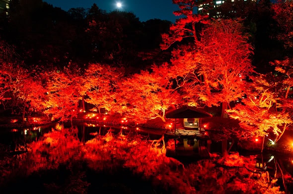 東京の紅葉と夜の池の風景、ライトアップされた木々と静かな水面の反射が美しい.